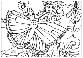 πεταλούδα και λουλούδια